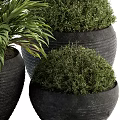 Modern Bonsai Potted Plants in Black Textured Ceramic Pots with Green Foliage