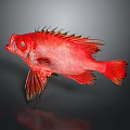 Vibrant Red Fish With Spiky Fins Prominent Eyes On Dark Reflective Background
