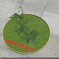 Canadian Anemone Plant With White Flower And Green Leaves On Circular Green Grass Base
