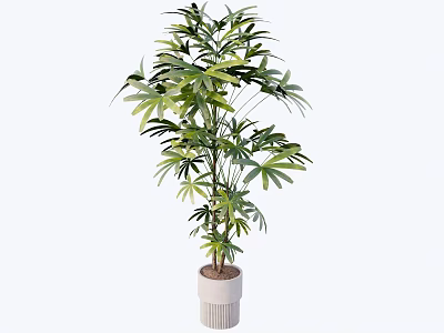 Lush Green Indoor Bonsai Potted Plant With Palmate Leaves And White Textured Pot 3d model