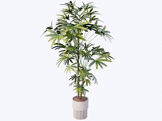 indoor potted plant 3d model