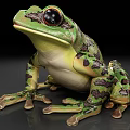 Anatomical Model Of Green Frog Showing Internal Structures 3d model