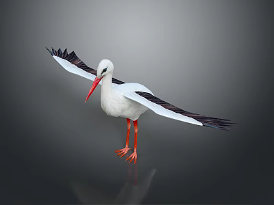 White Stork With Black Wings Red Beak And Spread Wings On Gray Background 3d model