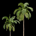 Tall Palm Trees With Lush Green Fronds And Curved Trunks In Natural Scene