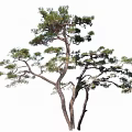 Elegant Pine Tree With Two Trunks And Lush Green Branches 3d model