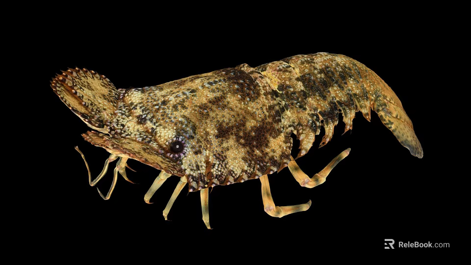 Close Up View Of Spotted Brownish Lobster With Claws And Legs On Black Background 3d model 