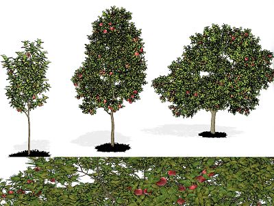 Modern Apple Tree Apple Tree Fruit Tree model