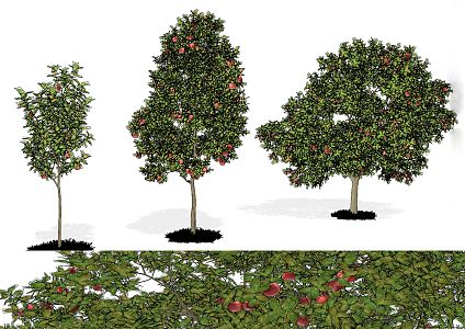 Modern Apple Tree Apple Tree Fruit Tree 3d model