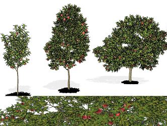 Modern Apple Tree Apple Tree Fruit Tree 3d model