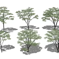 Six Arbor Trees With Green Leaves On White Background And Shadows 3d model