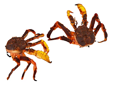 Two Brown Reptiles Displaying Yellow Claws on White Background Surface 3d model