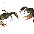 Two Aquatic Crabs With Dark Bodies And Orange Claws On White Background