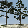 Two Tall Evergreen Trees on Stone Pavement with Grass Base and Blue Sky