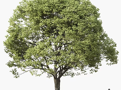Lush Green Arbor With Dense Canopy And Strong Trunk In Natural Environment 3d model
