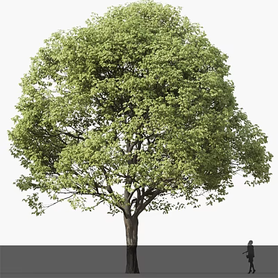 Lush Green Arbor With Dense Canopy And Strong Trunk In Natural Environment 3d model