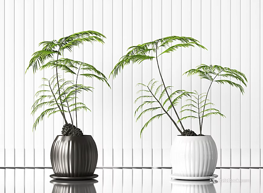 Bonsai Potted Plants In Black And White Pots With Fern Leaves On White Wooden Wall 3d model 