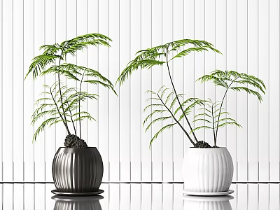 Bonsai Potted Plants In Black And White Pots With Fern Leaves On White Wooden Wall 3d model
