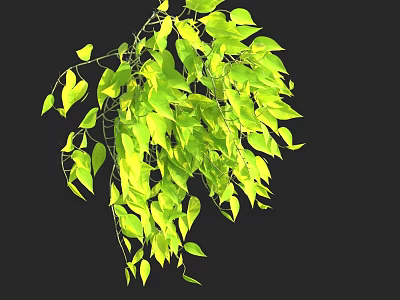 Lush Hanging Green Plant With Vibrant Yellow Green Leaves And Long Vines 3d model
