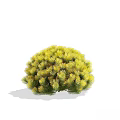 Various Green And Yellow Rounded Bushy Shrubs With Dense Leafy Foliage