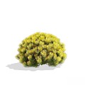 Modern Shrub Shrub Taxus 3d model