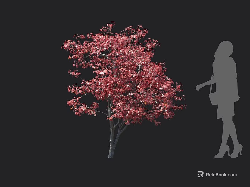 Tall Arbor With Vibrant Red Leaves And Female Silhouette In Black Background 3d model 