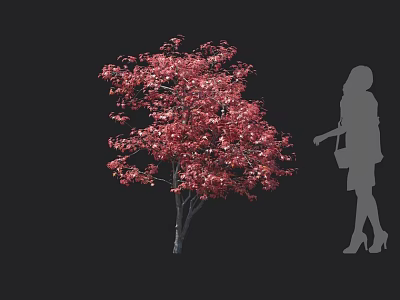 Tall Arbor With Vibrant Red Leaves And Female Silhouette In Black Background 3d model