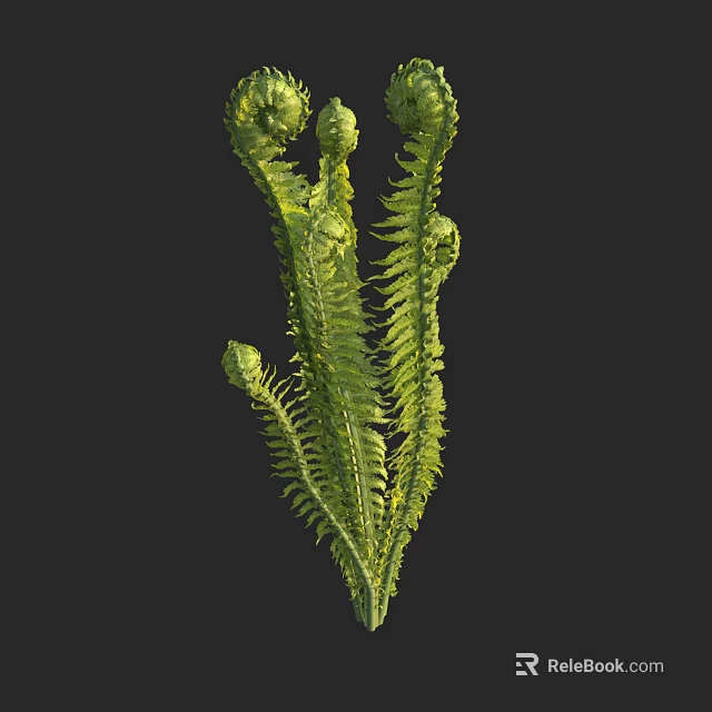 Fern Plant with Curled Fiddleheads and Unfolding Feathery Fronds Green Foliage Against Black Background 3d model 