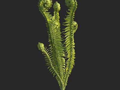 Fern Plant with Curled Fiddleheads and Unfolding Feathery Fronds Green Foliage Against Black Background 3d model