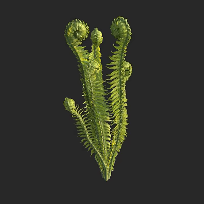 Fern Plant with Curled Fiddleheads and Unfolding Feathery Fronds Green Foliage Against Black Background 3d model