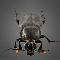 Black Flying Beetle with Orange Antenna Tips on Gray Background Closeup View