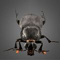 Modern Beetle 3d model