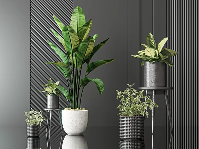 Modern Indoor Potted Plants With Various Sizes And Stylish Decorative Pots 3d model