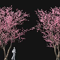 Cluster peach blossom tree cherry blossom tree pool bonsai sketch ancient tree street tree 3d model