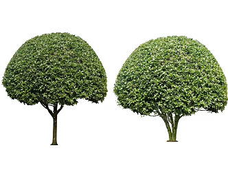 modern osmanthus tree osmanthus tree osmanthus tree laurel tree cluster osmanthus tree modeling tree landscape tree courtyard tree shrub plant 3d model