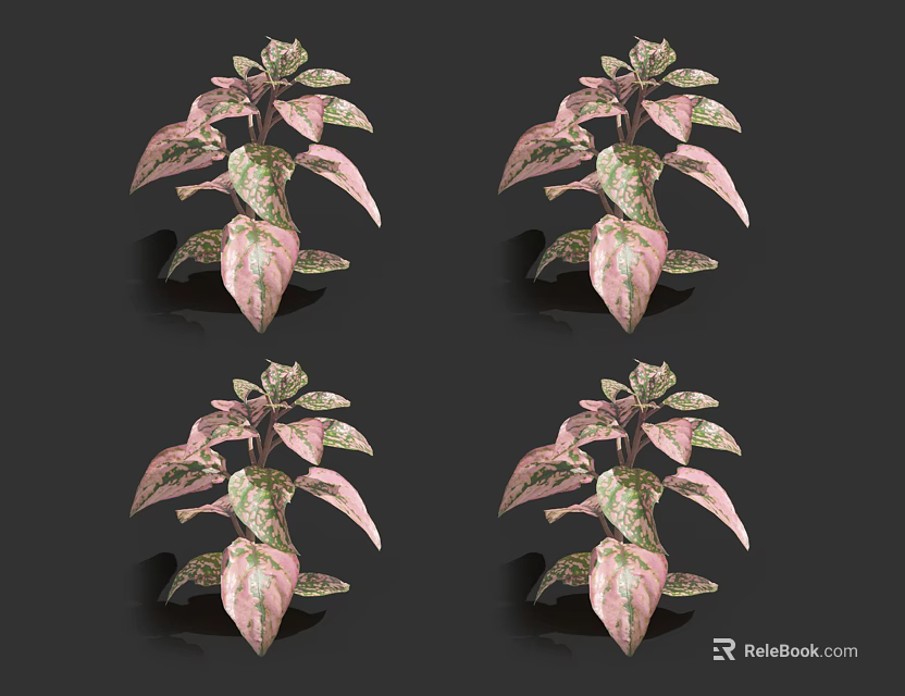 Vibrant Pink And Green Foliage Houseplants In Four Potted Display On Black Background 3d model 