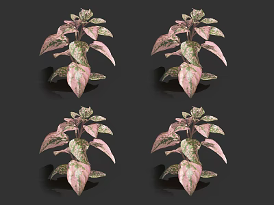 Vibrant Pink And Green Foliage Houseplants In Four Potted Display On Black Background 3d model