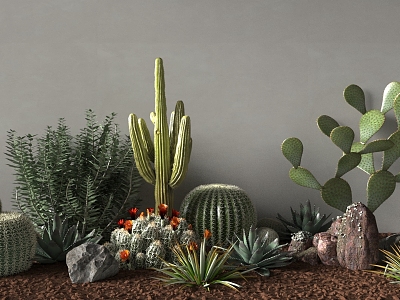 Plant Cactus Plant Landscape 3d model