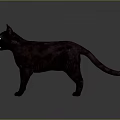 Black Cat Standing With Yellow Eyes And Shiny Fur Against Gray Background
