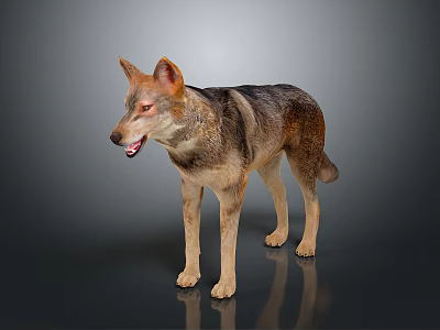 Realistic Standing Wolf 3D Model With Brown Gray Fur On Reflective Gray Background 3d model