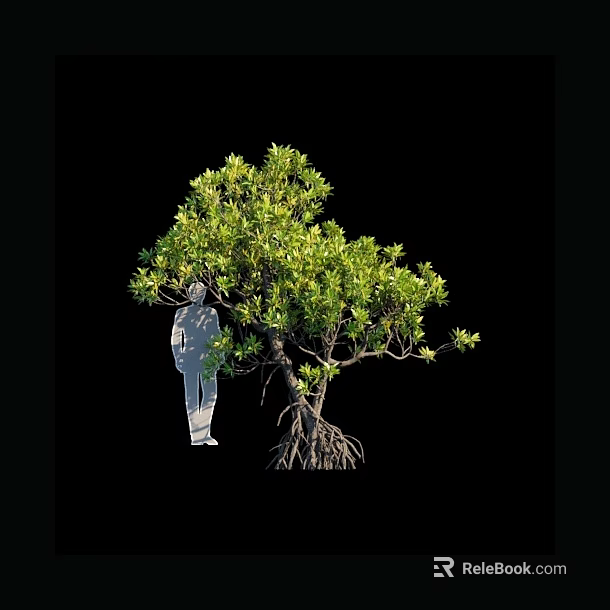 Tall Tree With Lush Green Leaves Exposed Root System And Human Silhouette For Size Comparison 3d model