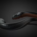 Snake with black and brown colored shiny body on dark background 3d model