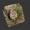 Tree Stump with Natural Bark Texture Surrounded by Green Grass and Fallen Leaves