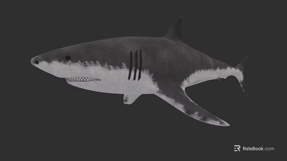 Realistic Shark 3D Model With Black White Gray Color And Full Body On Dark Background 3d model 