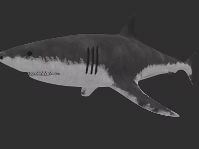Realistic Shark 3D Model With Black White Gray Color And Full Body On Dark Background 3d model