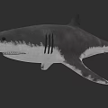 Realistic Shark 3D Model With Black White Gray Color And Full Body On Dark Background