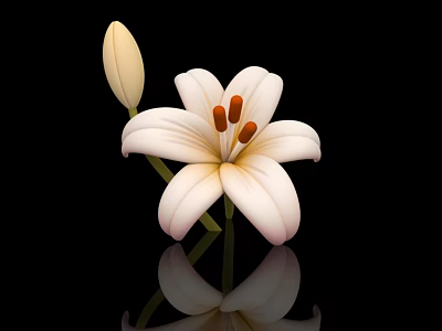 Beautiful White Lily Flower With Bud On Black Background And Reflection 3d model