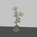 White Ceramic Vase With Green Leaves And Small White Flowers On Minimalist White Table