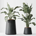 Bonsai Potted Plants With Large Green Leaves In Black Conical Pots On Marble Stands