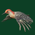Flying Animal Woodpecker Flying With Red Head Black And White Stripes On Green Background