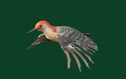 Modern woodpecker 3d model